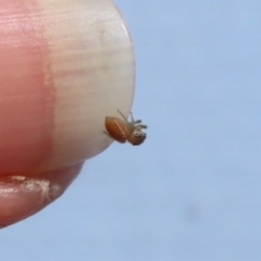 Salticidae (family) at Isabella Plains, ACT - 19 Feb 2023