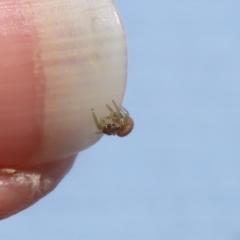 Salticidae (family) at Isabella Plains, ACT - 19 Feb 2023 11:43 AM