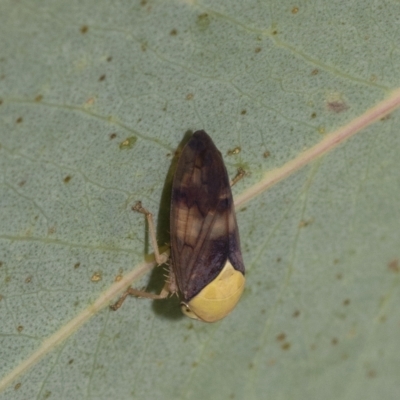 Brunotartessus fulvus (Yellow-headed Leafhopper) at Fraser, ACT - 18 Feb 2023 by AlisonMilton