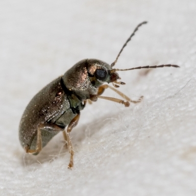 Eumolpinae (subfamily) (Unidentified Eumolpinae Leaf-beetle) at Hawker, ACT - 19 Feb 2023 by AlisonMilton