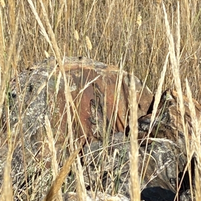 Egernia cunninghami (Cunningham's Skink) at Hackett, ACT - 16 Feb 2023 by MargL