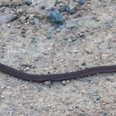 Drysdalia coronoides (White-lipped Snake) at Mount Clear, ACT - 19 Feb 2023 by Sarah2019