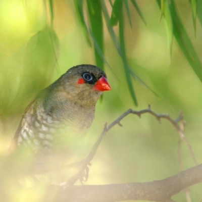 Stagonopleura oculata (Red-eared Firetail) at Naturaliste, WA - 15 Mar 2007 by Harrisi