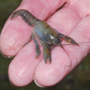 Cherax destructor at Tinderry, NSW - 16 Feb 2023