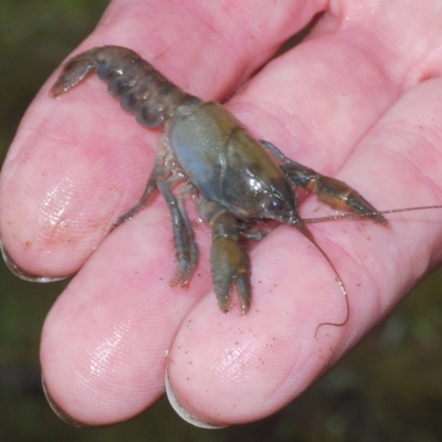 Cherax destructor (Common Yabby) at Tinderry, NSW - 16 Feb 2023 by Harrisi