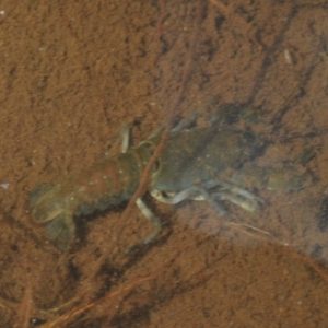 Cherax destructor at Tinderry, NSW - 16 Feb 2023