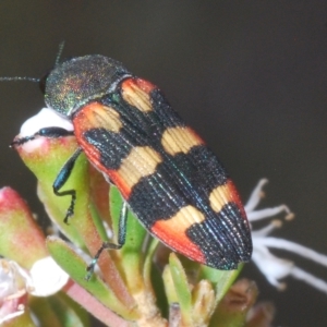 Castiarina sexplagiata at Tinderry, NSW - 16 Feb 2023 11:12 AM