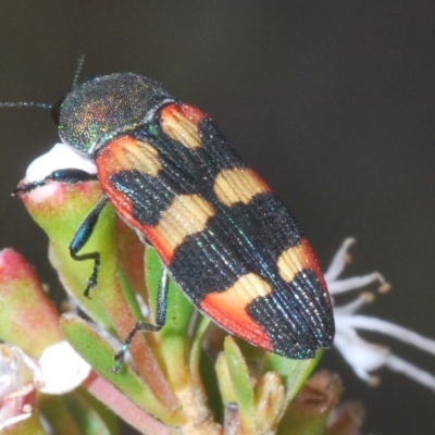 Castiarina sexplagiata (Jewel beetle) at Tinderry, NSW - 16 Feb 2023 by Harrisi