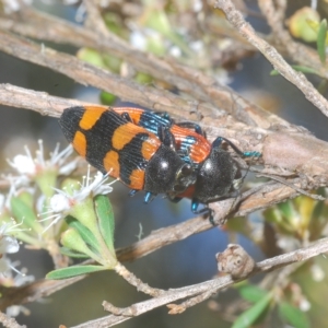 Castiarina thomsoni at Tinderry, NSW - 16 Feb 2023