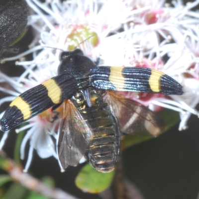 Castiarina bifasciata (Jewel beetle) at Tinderry, NSW - 16 Feb 2023 by Harrisi