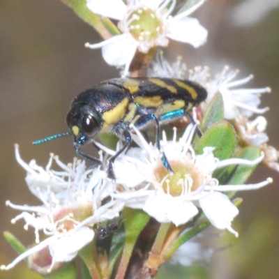 Castiarina octospilota (A Jewel Beetle) at Tinderry, NSW - 16 Feb 2023 by Harrisi