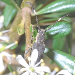 Pempsamacra pygmaea at Tinderry, NSW - 16 Feb 2023