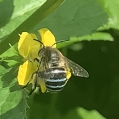 Amegilla sp. (genus) (Blue Banded Bee) at Dulwich Hill, NSW - 19 Feb 2023 by JudeWright