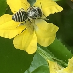 Megachile (Eutricharaea) serricauda (Leafcutter bee, Megachilid bee) at Dulwich Hill, NSW - 19 Feb 2023 by JudeWright