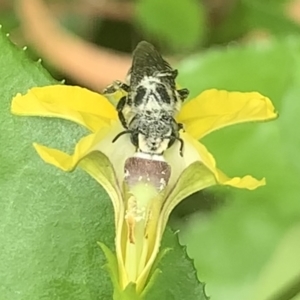 Megachile (Eutricharaea) serricauda at Dulwich Hill, NSW - 19 Feb 2023