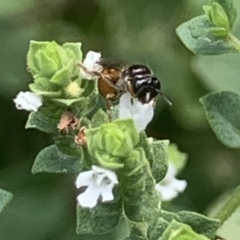 Exoneura sp. (genus) (A reed bee) at Dulwich Hill, NSW - 18 Feb 2023 by JudeWright