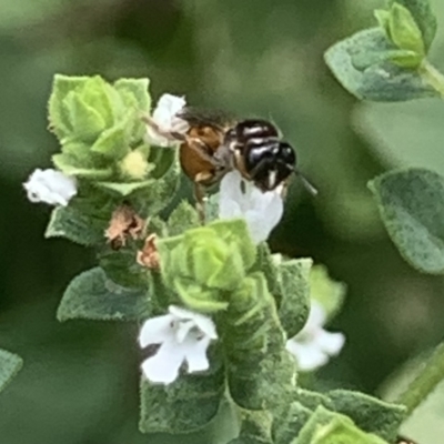 Exoneura sp. (genus) (A reed bee) at Dulwich Hill, NSW - 18 Feb 2023 by JudeWright