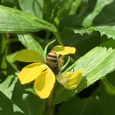 Lipotriches (Austronomia) phanerura (Halictid Bee) at Dulwich Hill, NSW - 18 Feb 2023 by JudeWright