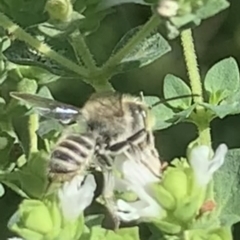 Megachile (Eutricharaea) serricauda (Leafcutter bee, Megachilid bee) at Dulwich Hill, NSW - 19 Feb 2023 by JudeWright