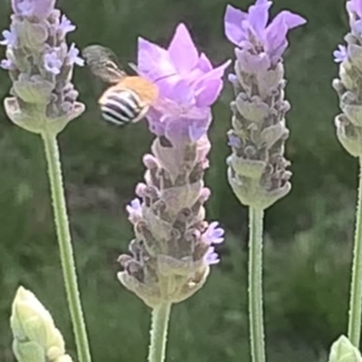 Amegilla sp. (genus) (Blue Banded Bee) at Dulwich Hill, NSW - 19 Feb 2023 by JudeWright