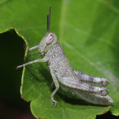 Unverified Grasshopper (several families) at  - suppressed by TimL