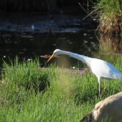 Ardea plumifera (Plumed Egret) at Fyshwick, ACT - 19 Feb 2023 by TomW