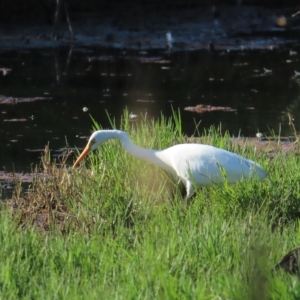 Ardea plumifera at Fyshwick, ACT - 19 Feb 2023