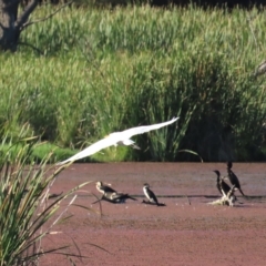 Ardea plumifera at Fyshwick, ACT - 19 Feb 2023