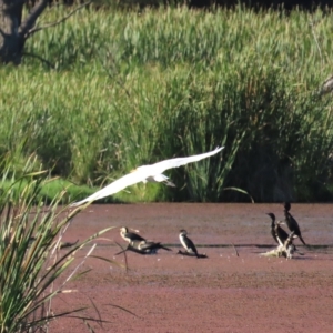 Ardea plumifera at Fyshwick, ACT - 19 Feb 2023