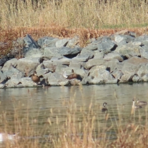 Poliocephalus poliocephalus at Fyshwick, ACT - 19 Feb 2023