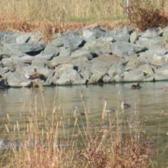 Poliocephalus poliocephalus at Fyshwick, ACT - 19 Feb 2023