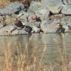 Malacorhynchus membranaceus (Pink-eared Duck) at Fyshwick Sewerage Treatment Plant - 19 Feb 2023 by TomW