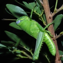  at Wellington Point, QLD - 28 Jan 2023 by TimL