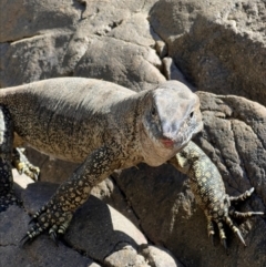 Varanus rosenbergi (Heath or Rosenberg's Monitor) at Cotter River, ACT - 19 Feb 2023 by RangerRiley