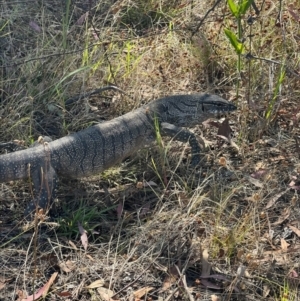 Varanus rosenbergi at Uriarra Village, ACT - suppressed