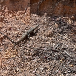 Varanus rosenbergi at Cotter River, ACT - suppressed