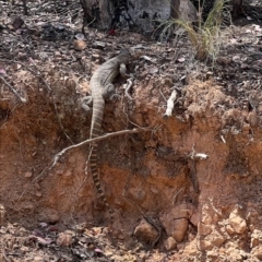 Varanus rosenbergi at Cotter River, ACT - suppressed