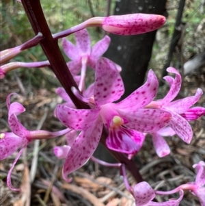 Dipodium roseum at Cotter River, ACT - suppressed