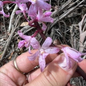 Dipodium roseum at Cotter River, ACT - suppressed