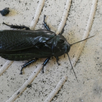 Panesthia sp. (genus) (Wood cockroach) at Charleys Forest, NSW - 11 Jan 2021 by arjay