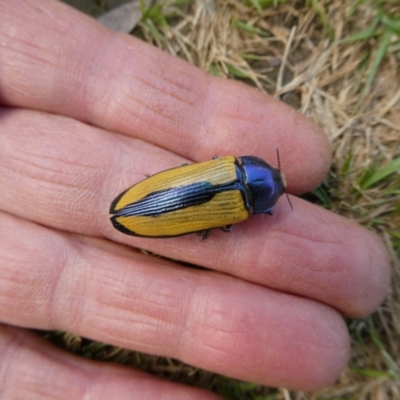 Temognatha suturalis (Boldly sutured jewel beetle) at Charleys Forest, NSW - 3 Feb 2021 by arjay