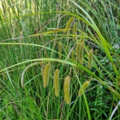 Carex fascicularis (Tassel Sedge) at Namadgi National Park - 19 Feb 2023 by Csteele4