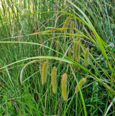 Carex fascicularis (Tassel Sedge) at Tennent, ACT - 19 Feb 2023 by Csteele4