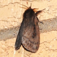Leptocneria reducta (White Cedar Moth) at Wanniassa, ACT - 19 Feb 2023 by JohnBundock
