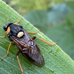 Perga sp. (genus) (Sawfly or Spitfire) at Giralang, ACT - 16 Feb 2023 by Denise