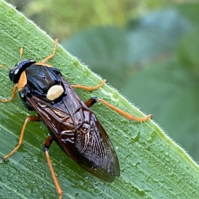 Perga dorsalis (Steel-blue sawfly, spitfire) at Giralang, ACT - 15 Feb 2023 by Denise