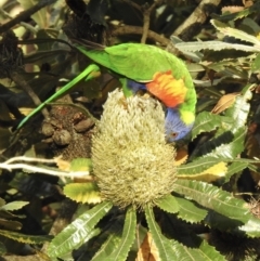 Trichoglossus moluccanus (Rainbow Lorikeet) at Mittagong, NSW - 19 Feb 2023 by GlossyGal