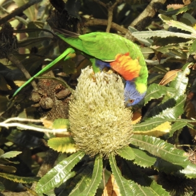 Trichoglossus moluccanus (Rainbow Lorikeet) at Mittagong, NSW - 19 Feb 2023 by GlossyGal