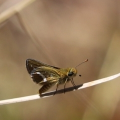 Taractrocera papyria (White-banded Grass-dart) at Aranda Bushland - 15 Feb 2023 by Tammy