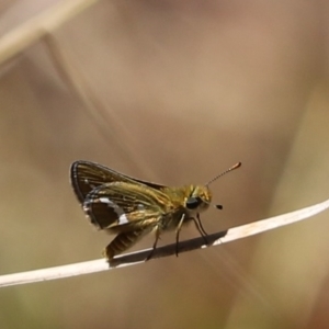 Taractrocera papyria at Molonglo Valley, ACT - 15 Feb 2023